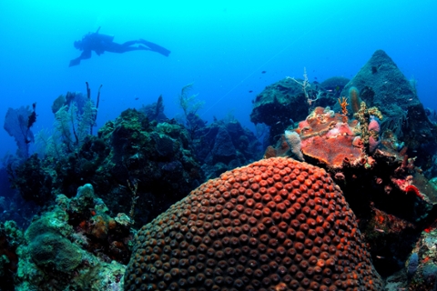 Dry tortugas